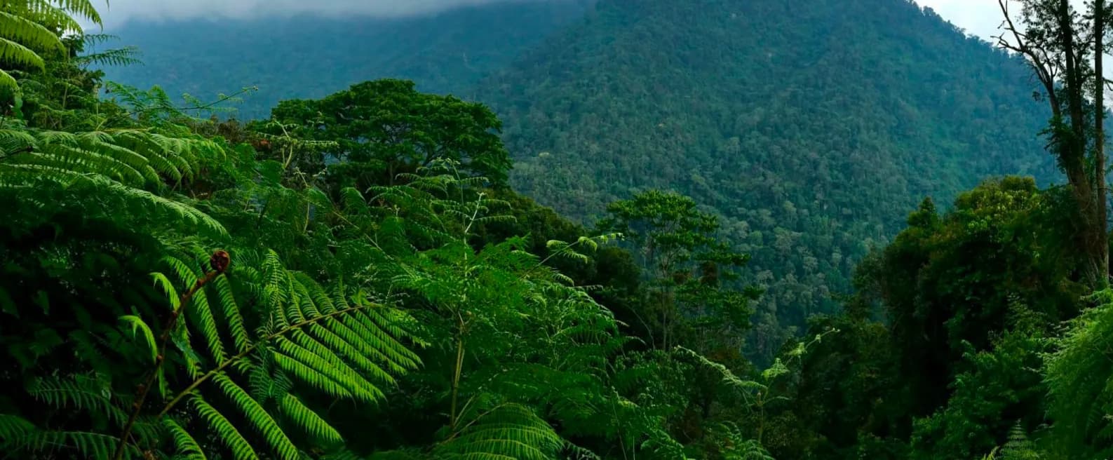 Forested hills seen from above